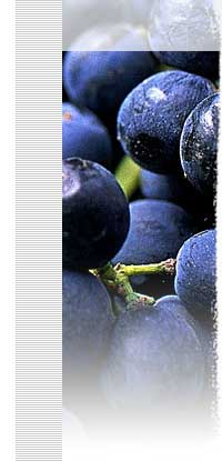 Central Coast Wine Services Vineyard Scene